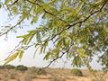 کهور - معرفی و راهنمای پرورش و نگهداری درختان زینتی